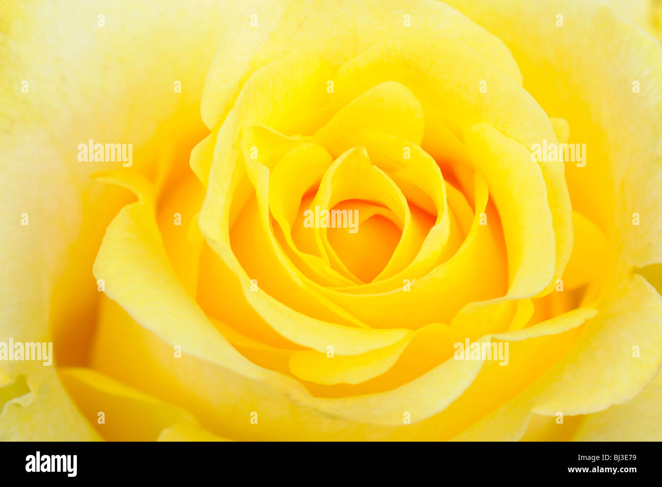 Yellow rose (Rosa), close-up Banque D'Images