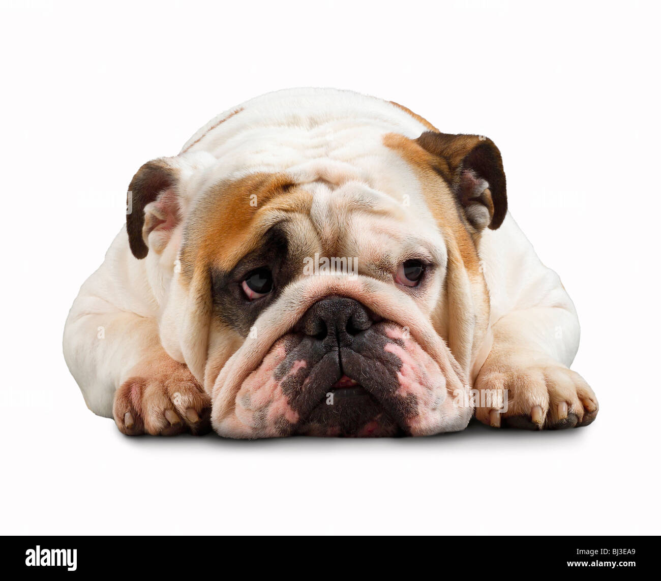 British Bulldog lying down Banque D'Images