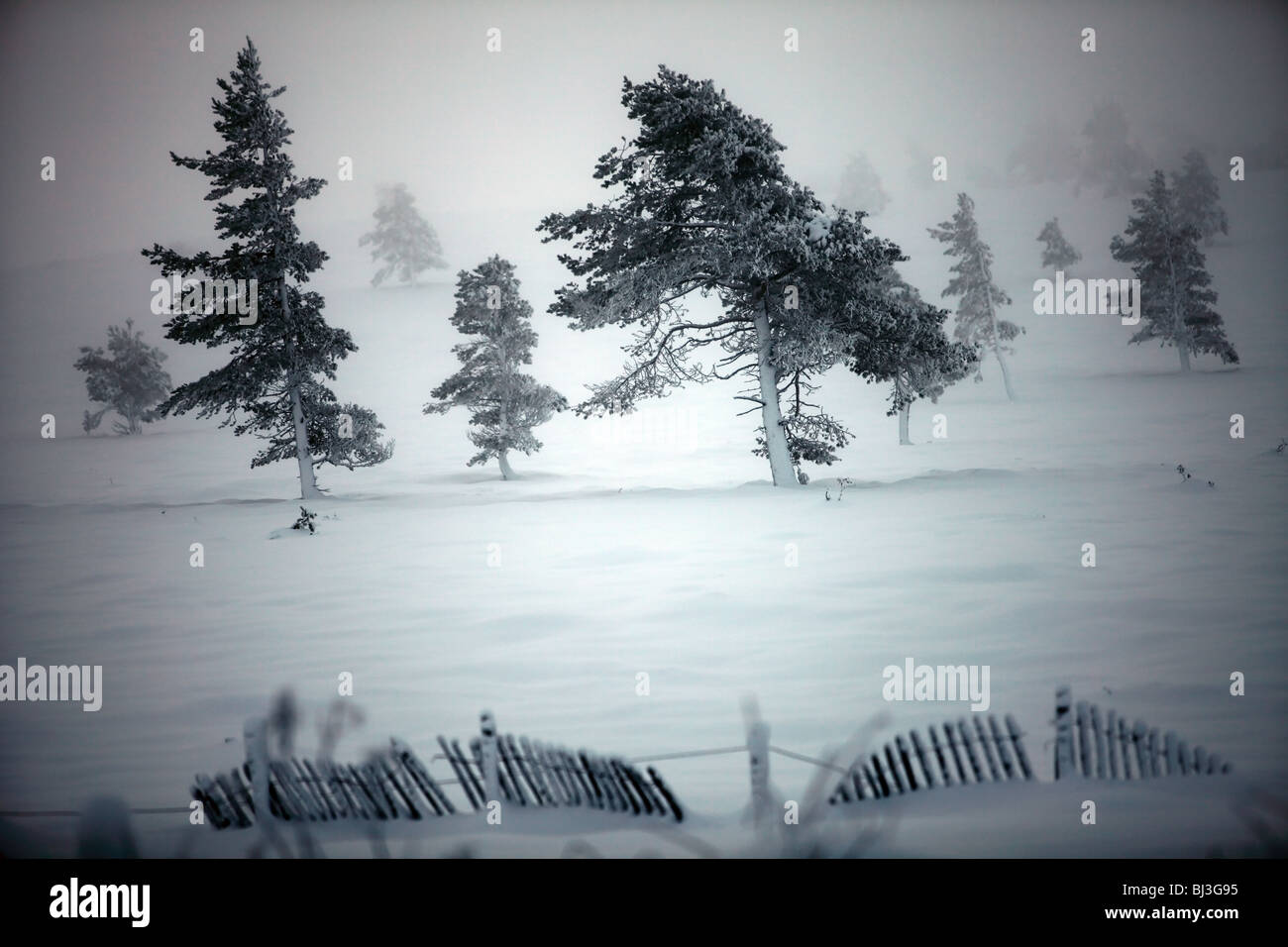 Le vent a balayé la neige a couvert des pins sur une montagne écossaise Banque D'Images