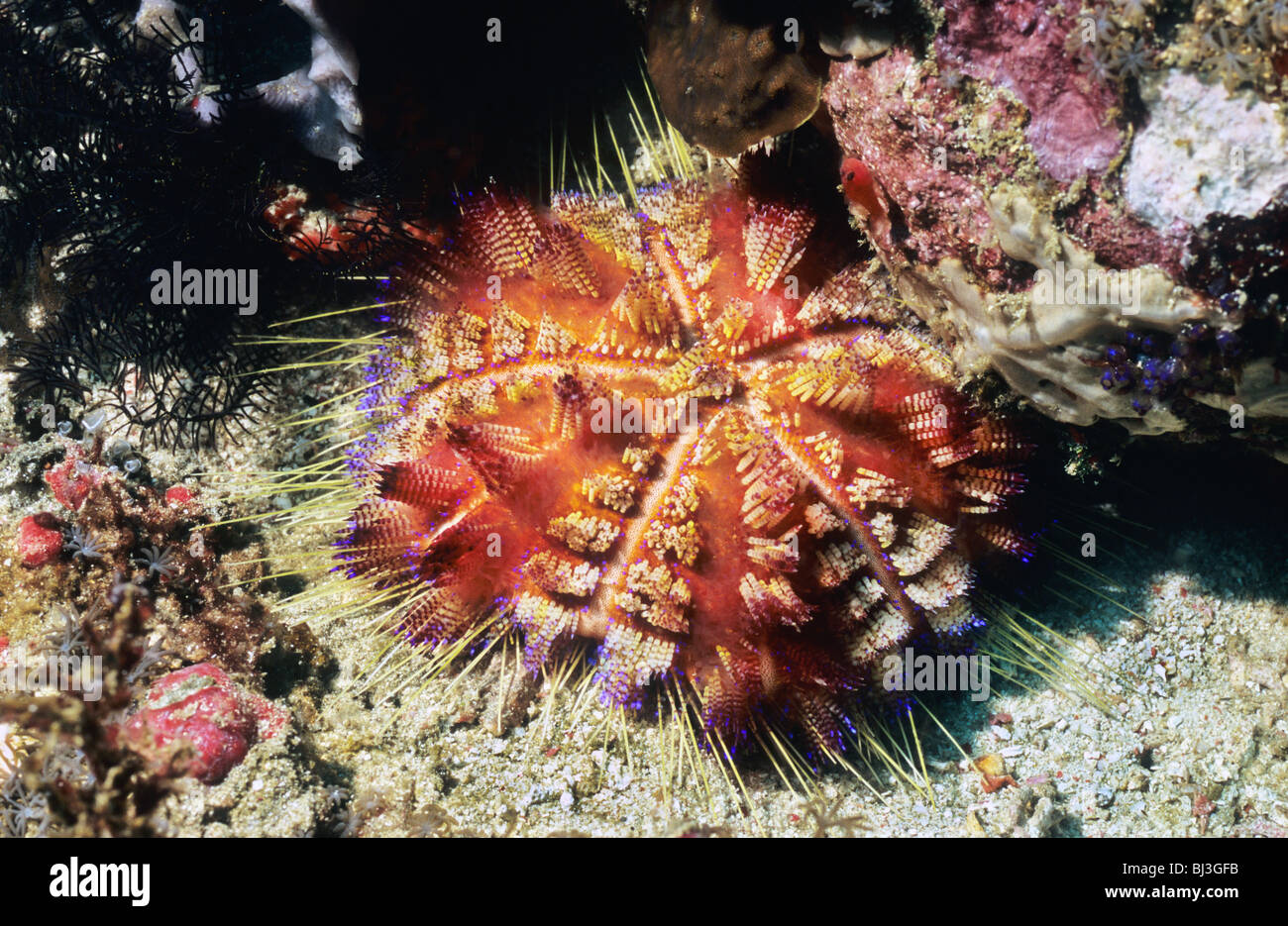 L'Oursin de feu. Asthenosoma Varium. Le Parc National de Komodo. L'oursin de mer. Épines venimeuses. Épines urticantes. Banque D'Images