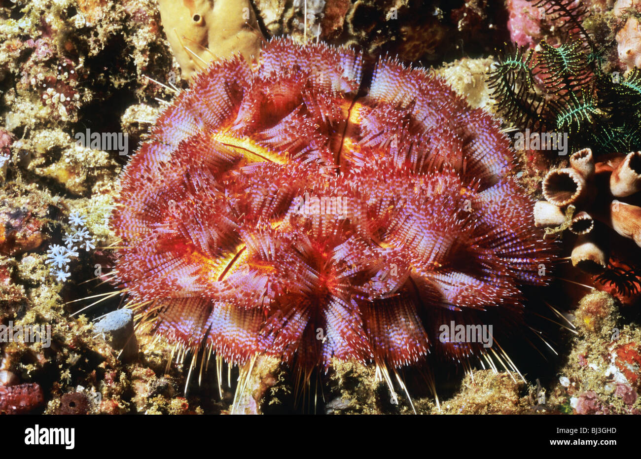 L'Oursin de feu. Asthenosoma Varium. Le Parc National de Komodo. L'oursin de mer. Épines venimeuses. Épines urticantes. Banque D'Images