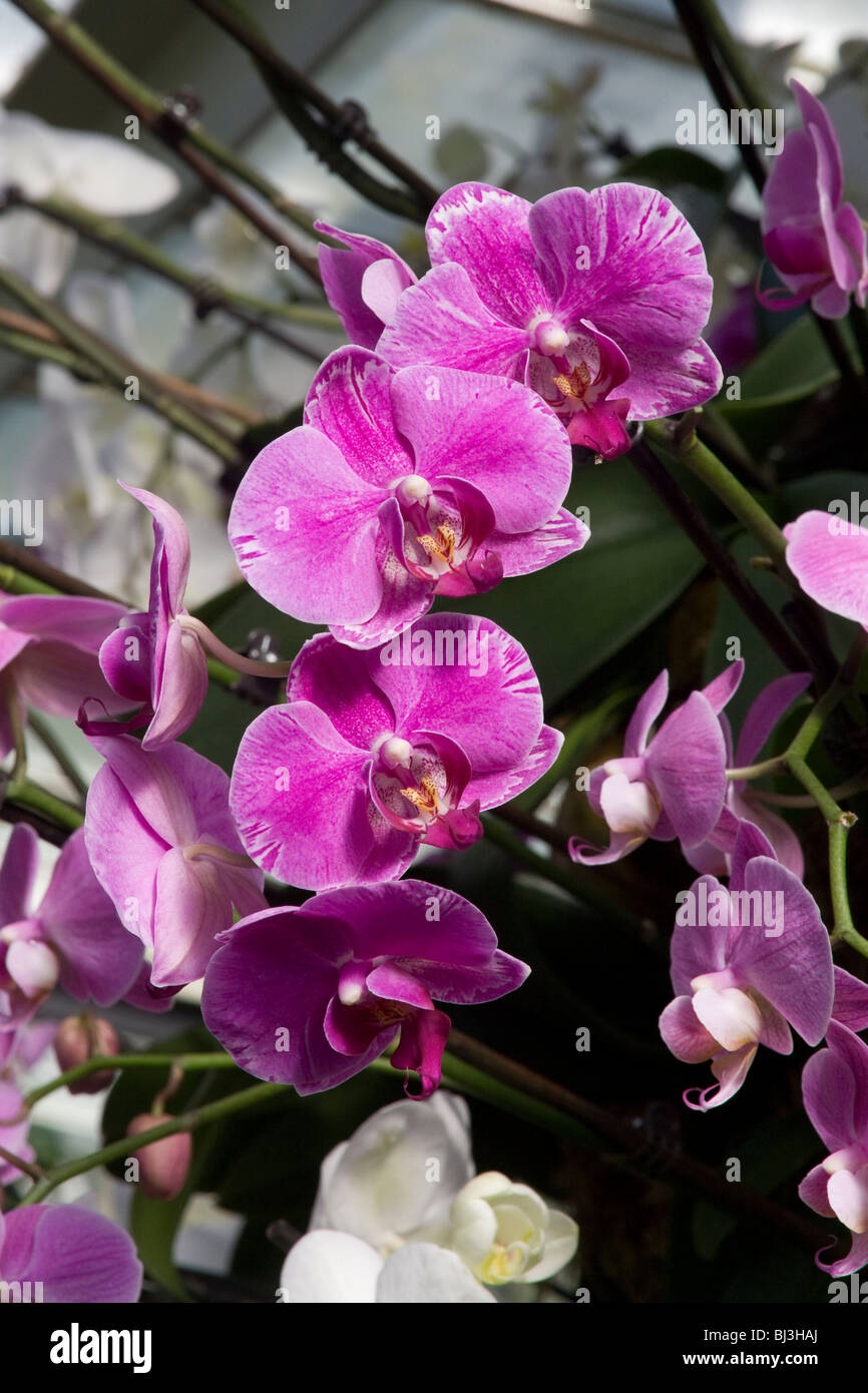Affichage de Phalaenopsis Orchidée phal Banque D'Images