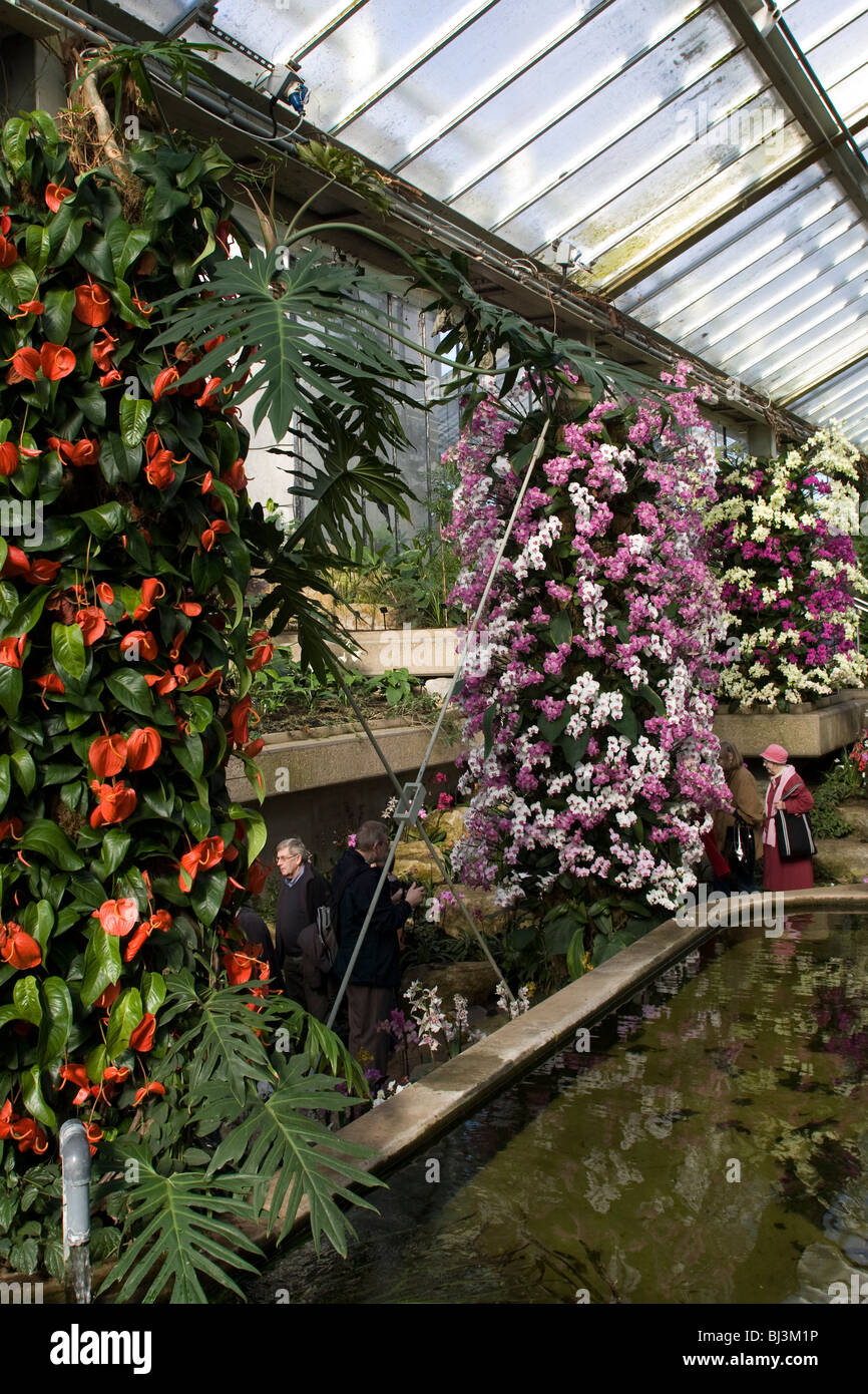Affichage de Phalaenopsis Orchidée phal et autres fleurs tropicales Banque D'Images