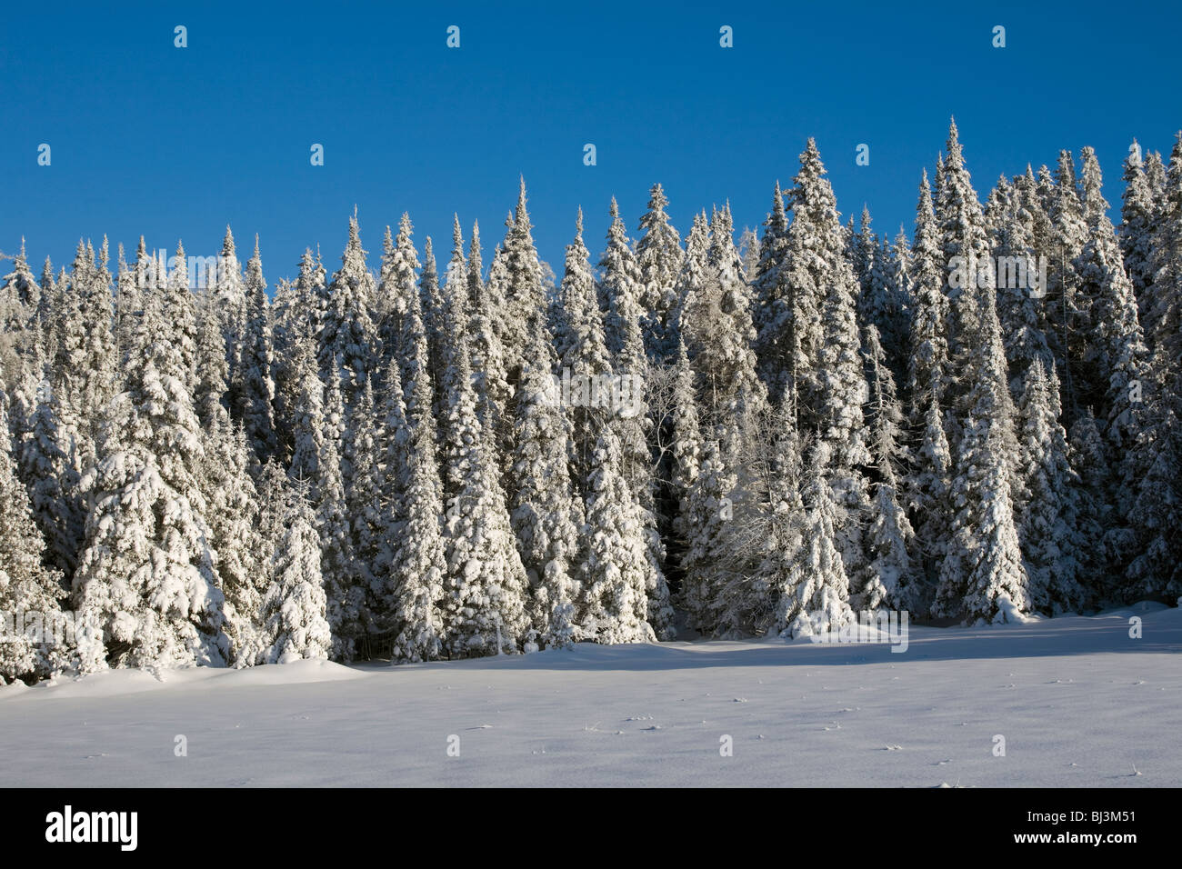 La forêt enneigée en hiver, Canada Banque D'Images