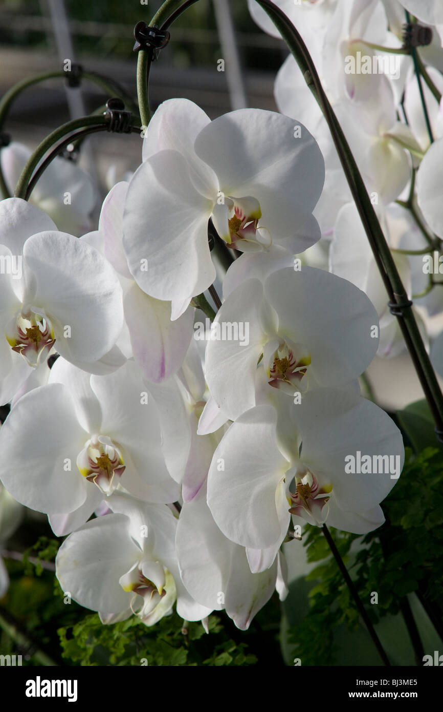 Orchidée Phalaenopsis blanc phal Banque D'Images