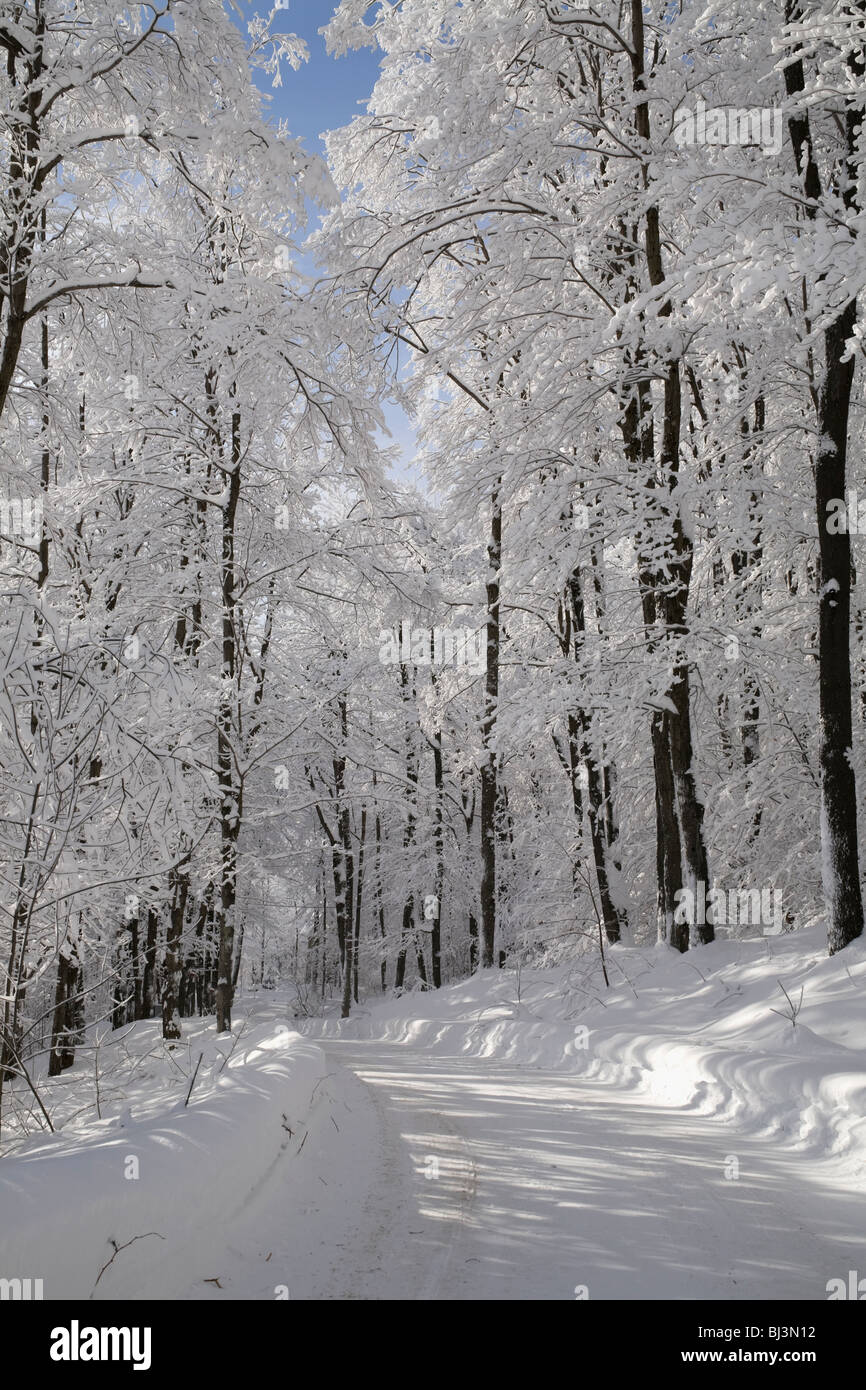 La forêt enneigée en hiver, Canada Banque D'Images