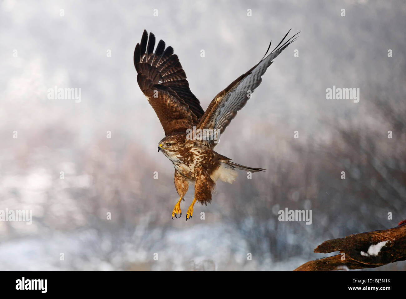 Buse variable (Buteo buteo) battant, hiver, Allemagne Banque D'Images
