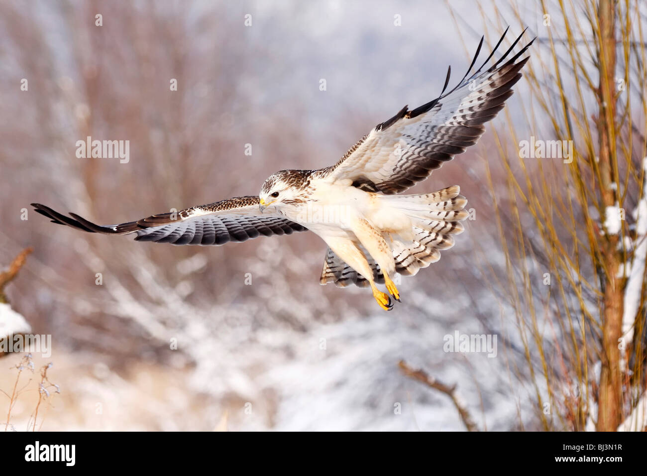 Light buse variable (Buteo buteo) battant, hiver, Allemagne Banque D'Images