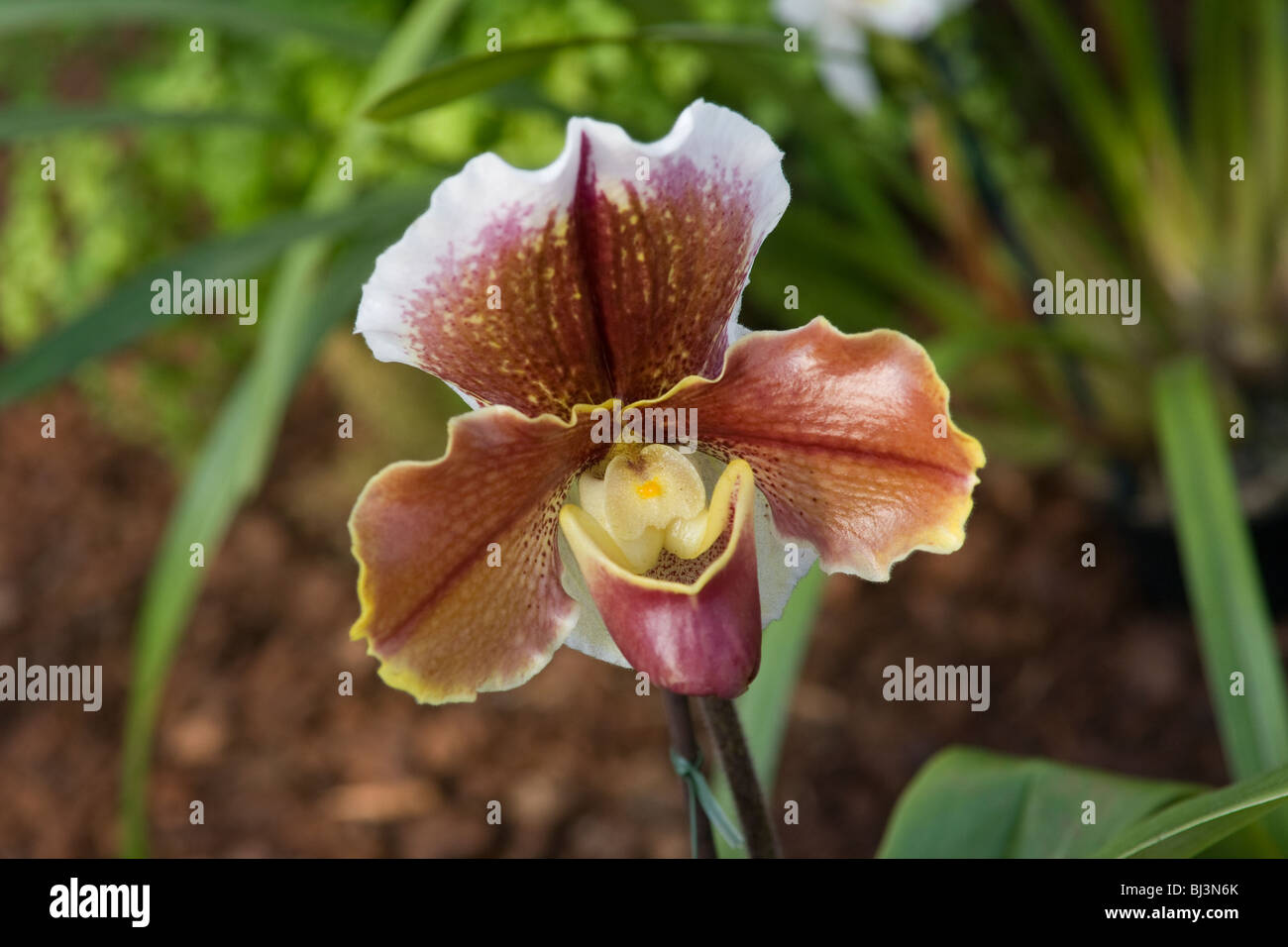 Orchidées Paphiopedilum Paph Banque D'Images