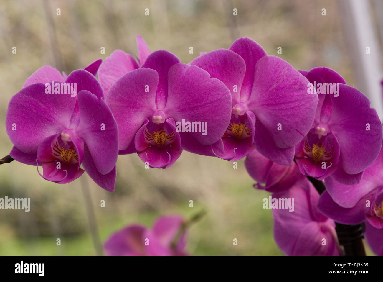 Orchidées Phalaenopsis mauve phal Photo Stock - Alamy