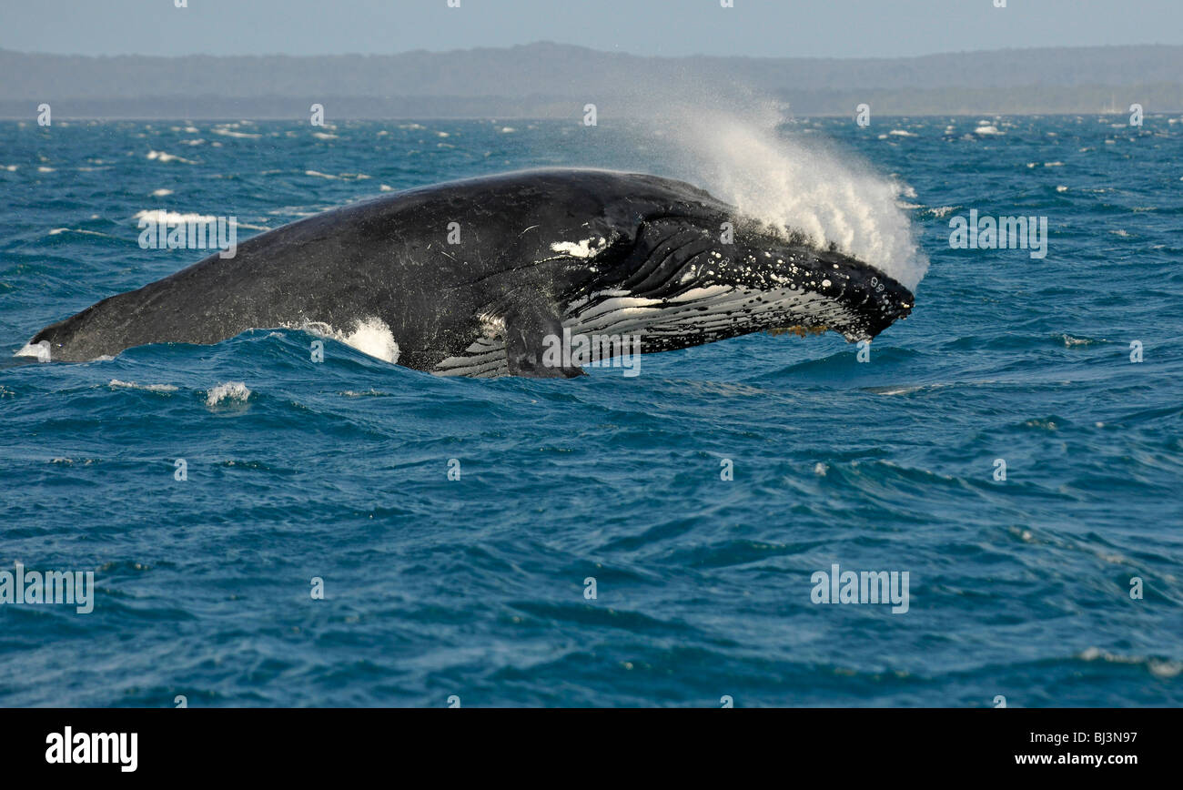 Violation spécifique de l'espèce, violation, sautant d'une torsion, baleine à bosse (Megaptera novaeangliae), Hervey Bay, Fraser Island dans Banque D'Images