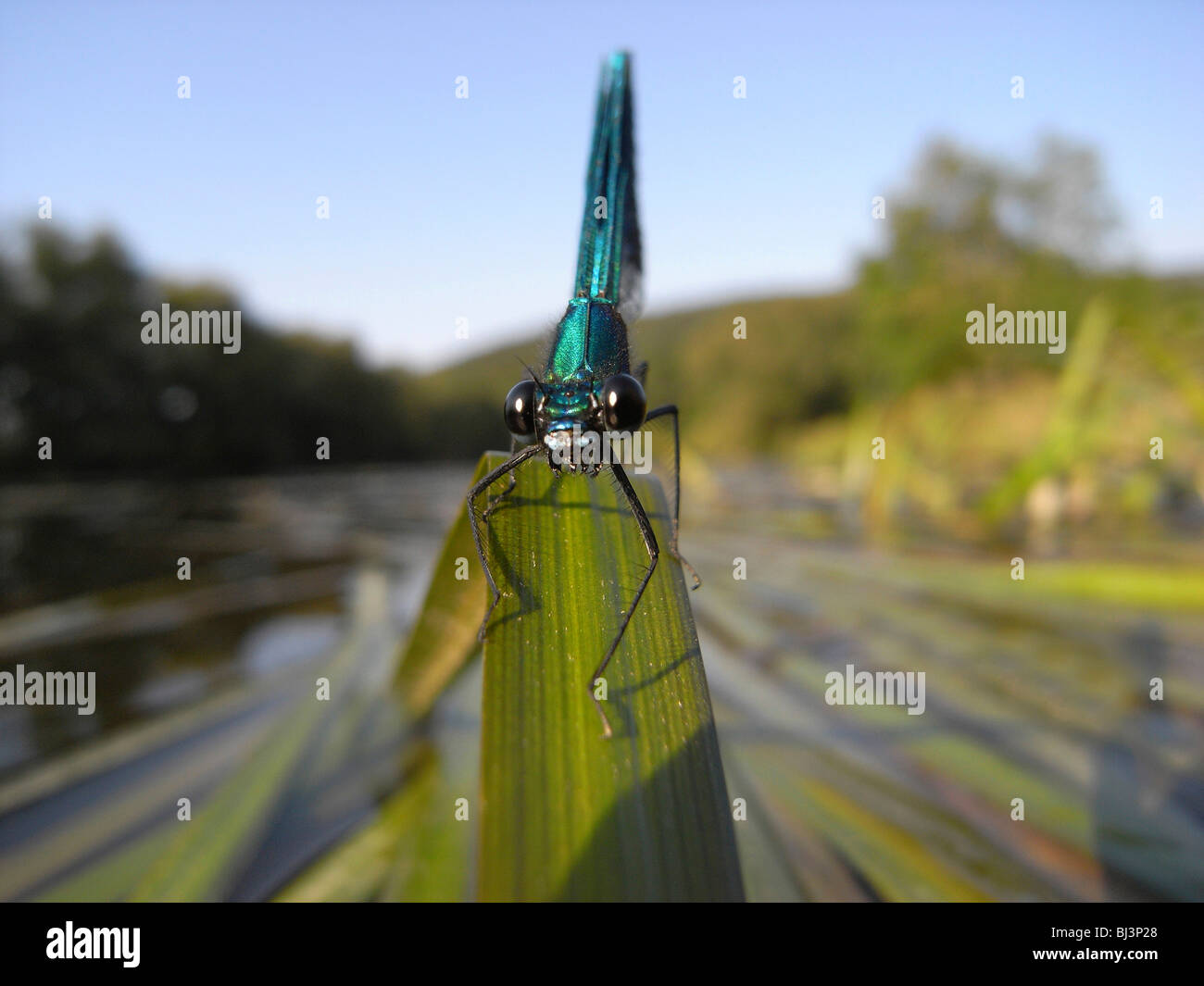 Demoiselle (Calopteryx splendens bagués), homme Banque D'Images