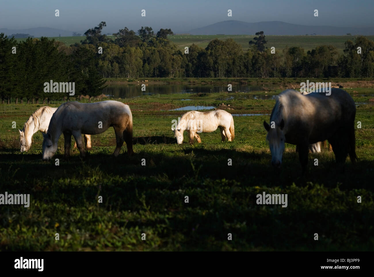 Les chevaux de Percheron paissent Banque D'Images