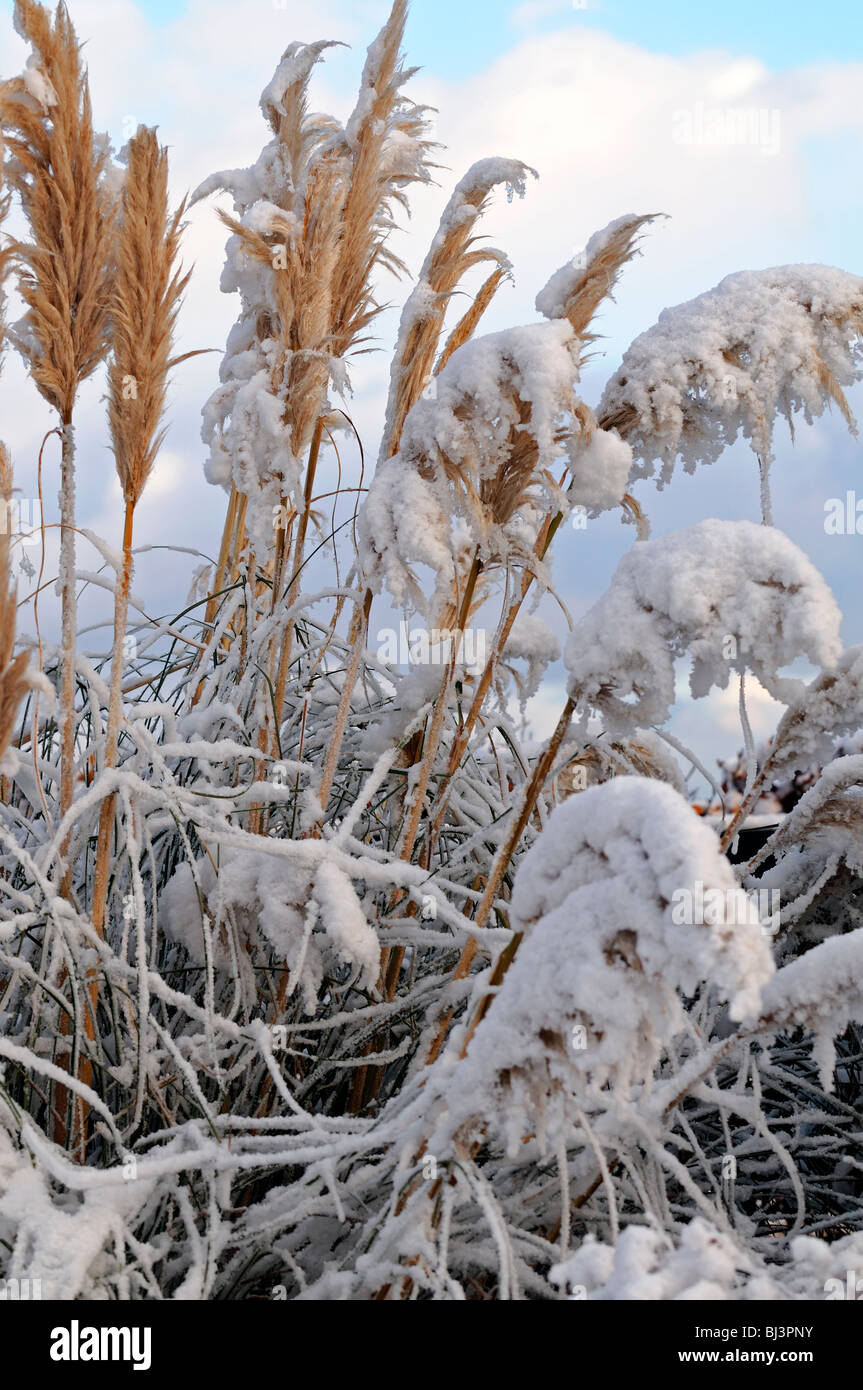 Cortaderia selloana seedheads glace neige décorer couvrir l'herbe de la  pampa ornementales jardin de plantes d'architecture l'hiver Photo Stock -  Alamy