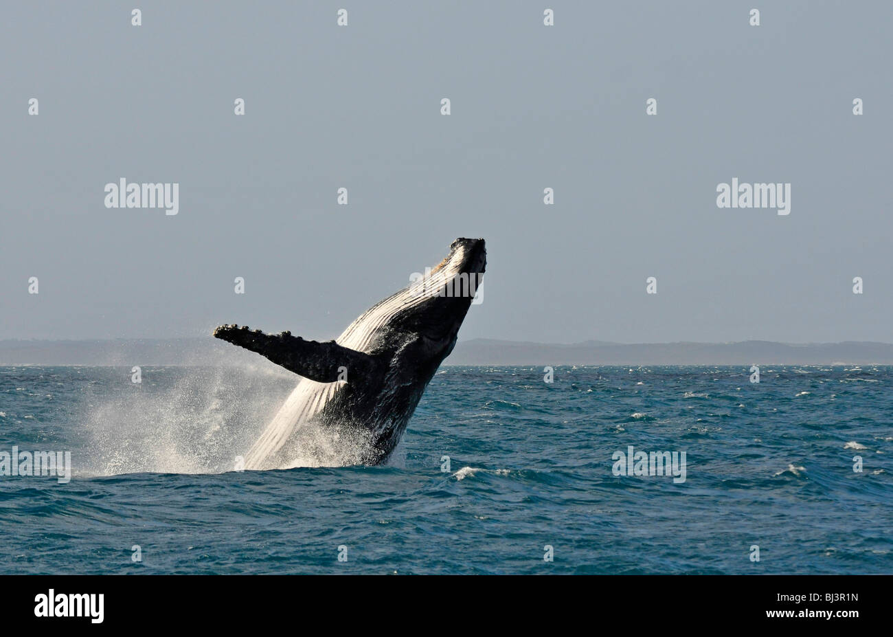 Violation spécifique de l'espèce, violation, sautant d'une torsion, baleine à bosse (Megaptera novaeangliae), Hervey Bay, Fraser Island dans Banque D'Images