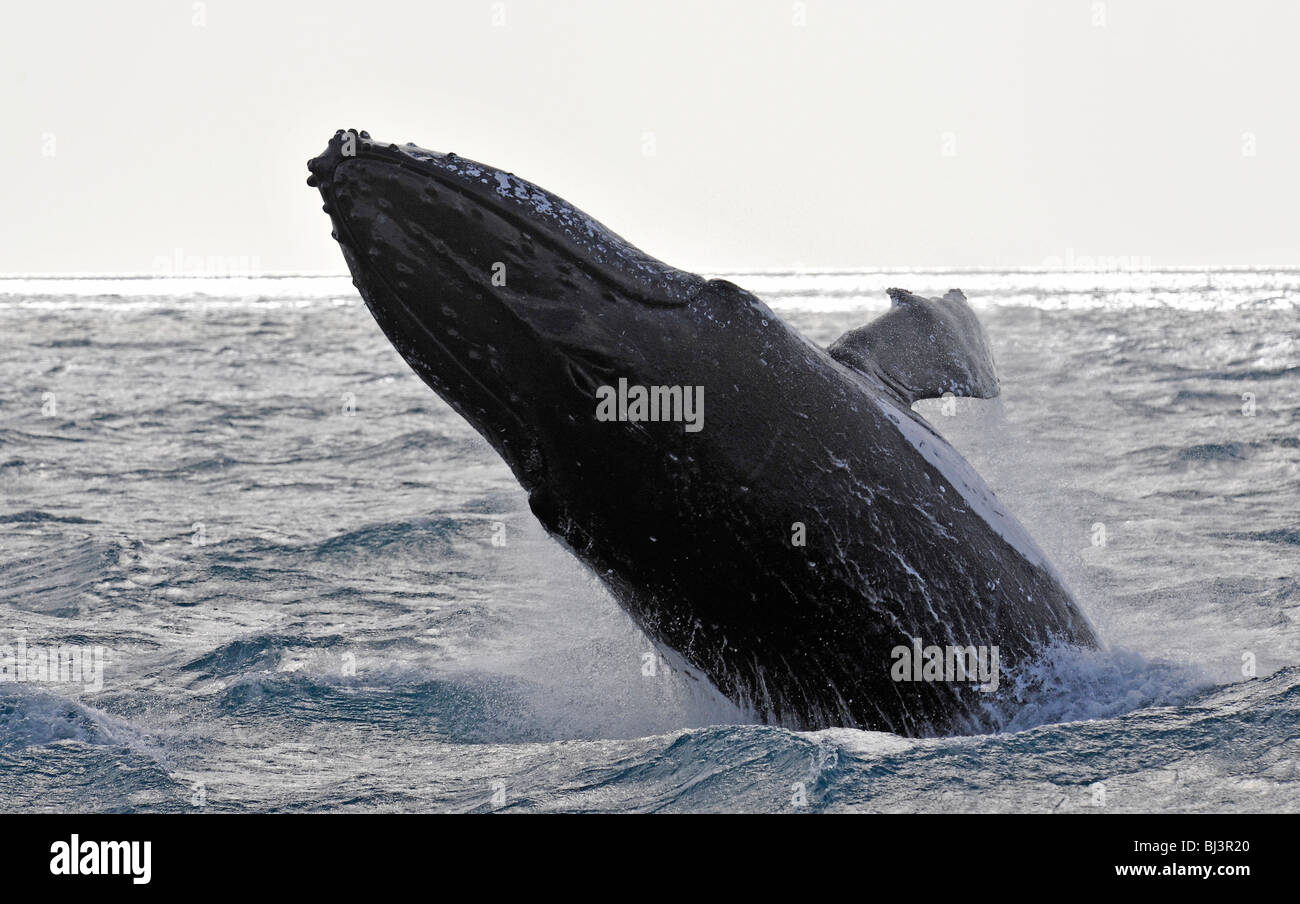Violation spécifique de l'espèce, violation, sautant d'une torsion, baleine à bosse (Megaptera novaeangliae), Hervey Bay, Queensland, Australie Banque D'Images