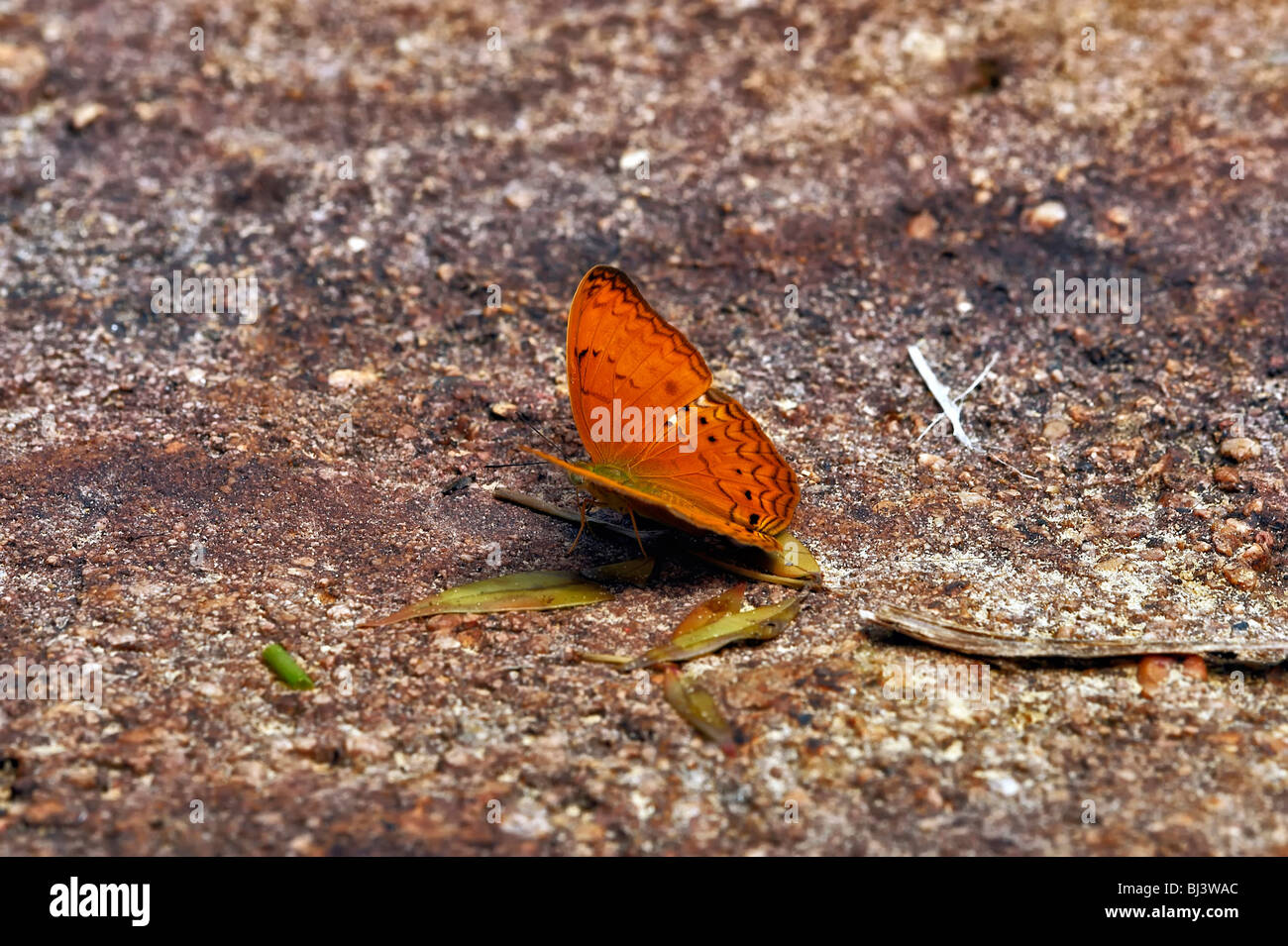 Les papillons jungles du Laos Nom commun : YEOMAN (CIRROCHROA TYCHÉ ROTUNDATA) de la famille des Nymphalidae, de la sous-famille des Heliconiinae:: Banque D'Images