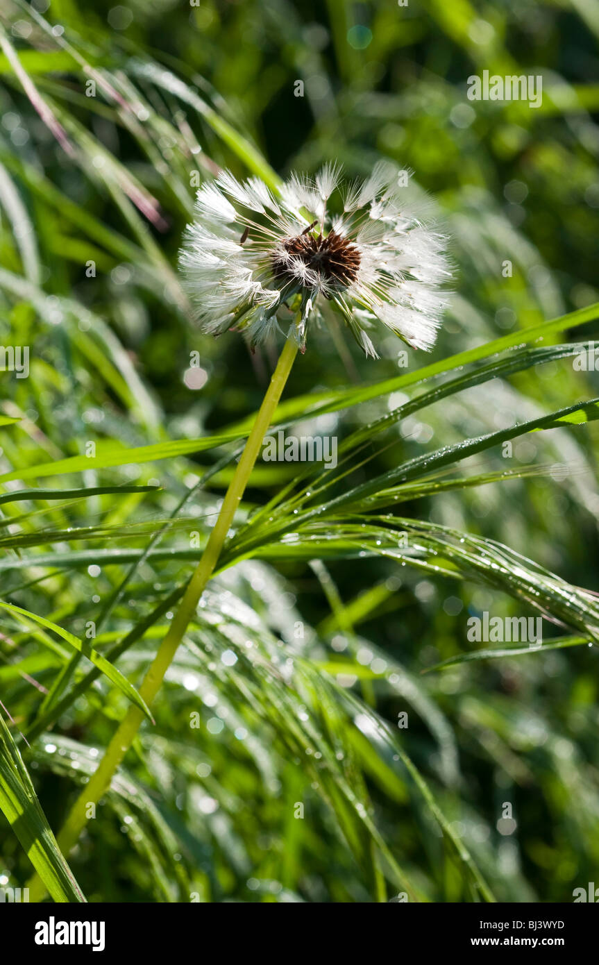 / Pissenlit Taraxacum vulgaria passe à la semence dans l'herbe haute - France. Banque D'Images