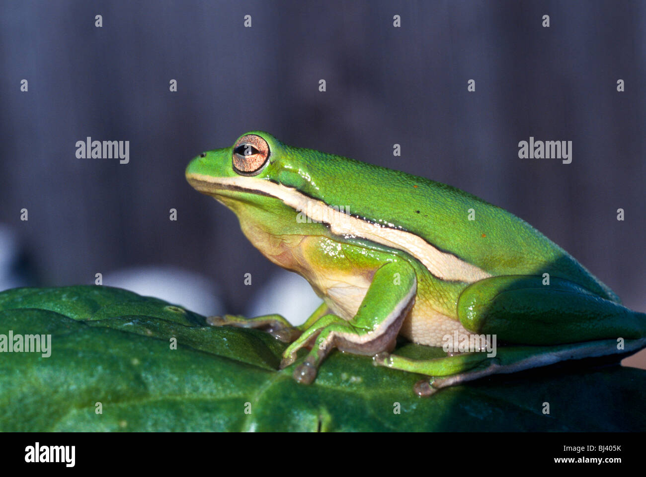 Bullfrog vert sur une feuille. Banque D'Images