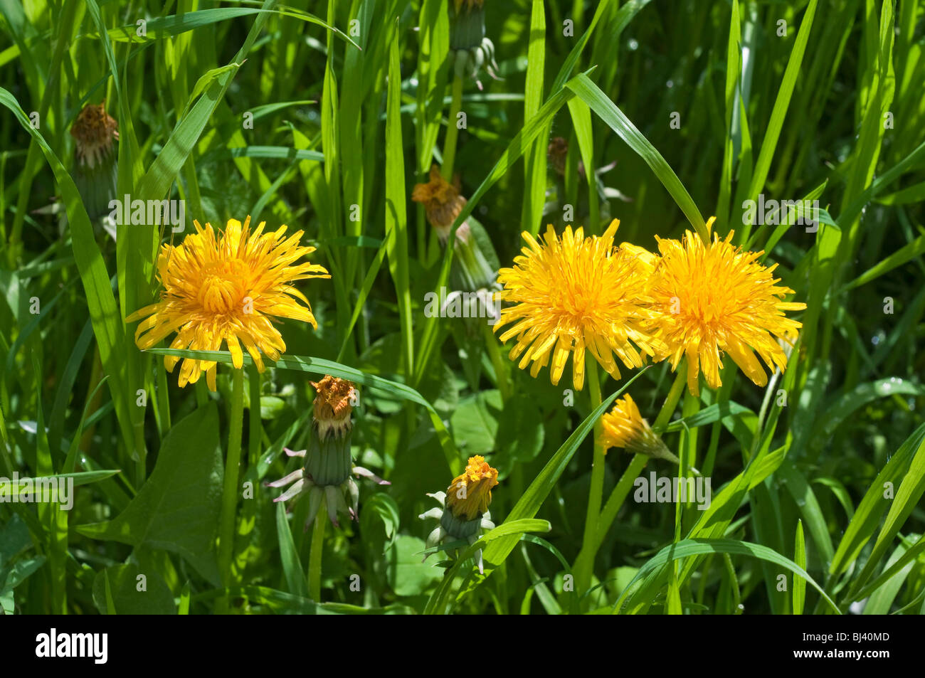 / Pissenlit Taraxacum vulgaria en fleurs dans l'herbe haute - France. Banque D'Images