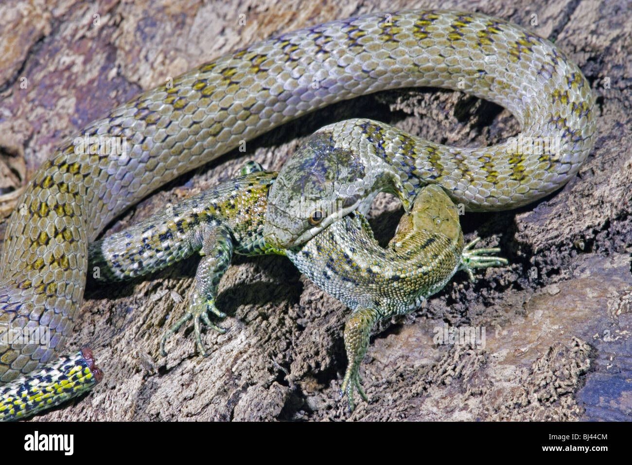 Couleuvre lisse (Coronella austriaca) à l'étroit un lézard vivipare ou commun (Zootoca vivipara). Banque D'Images