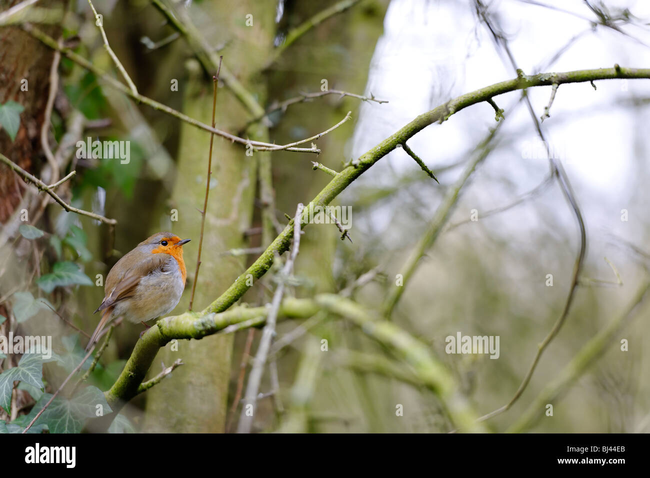 Robin dans les bois Banque de photographies et d’images à haute ...