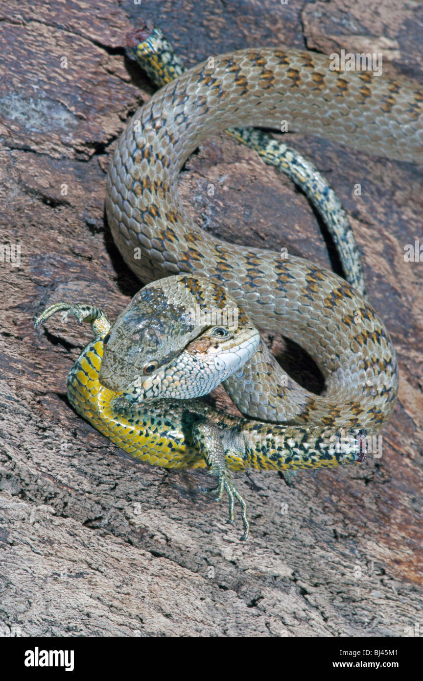 Couleuvre lisse (Coronella austriaca) à l'étroit un lézard vivipare ou commun (Zootoca vivipara). Lézard spécialiste hunter et prédateur. Banque D'Images
