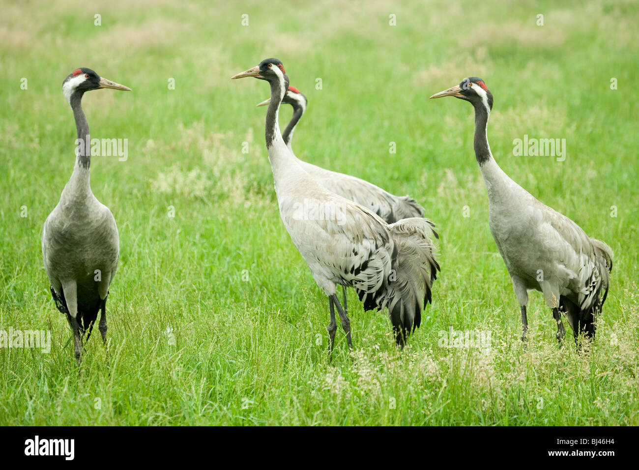 Européen Commun, eurasiennes ou de Grues (Grus grus). Reproduction pré-assemblée. Banque D'Images