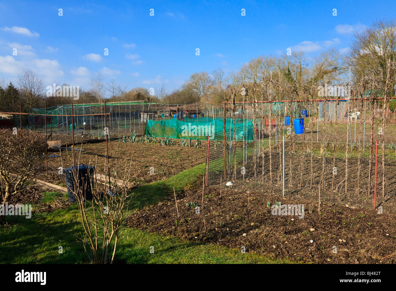 Haricot d'appuie et de fruits cages sur les allotissements tidy attrayant dans le village de Wolvercote, Oxford, Oxfordshire, UK Banque D'Images