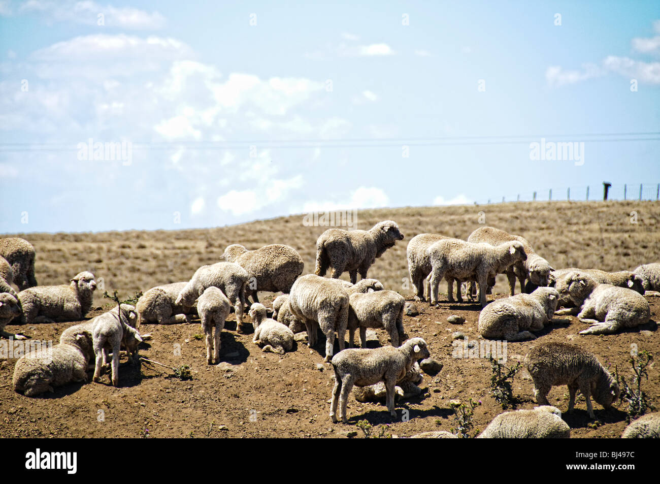 OUTBACK, Australie — les moutons paissent sur des terres arides et desséchées dans une ferme d'Australie rurale frappée par la sécheresse. Le paysage aride, avec sa terre fissurée et sa végétation clairsemée, illustre les conditions difficiles auxquelles sont confrontés les agriculteurs et le bétail dans l'Outback australien lors de périodes de sécheresse prolongées. Banque D'Images