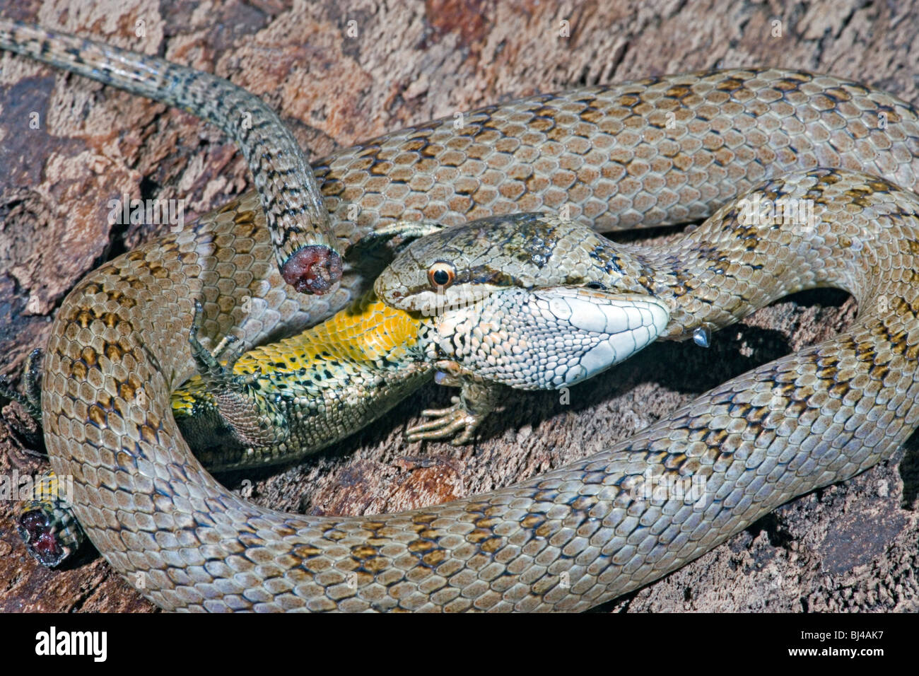 Couleuvre lisse (Coronella austriaca) à l'étroit et à propos d'ingérer un lézard vivipare ou commun (Zootoca vivipara). Banque D'Images