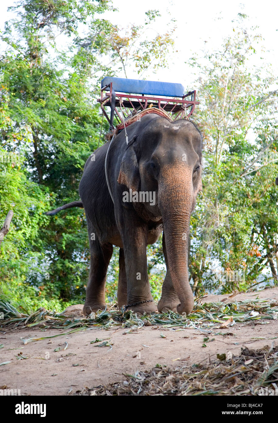 Elephant à Phuket avec siège pour les touristes à monter Banque D'Images