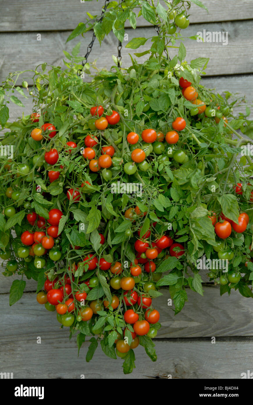 La fructification tomates cerises rouges dans un panier suspendu Banque D'Images