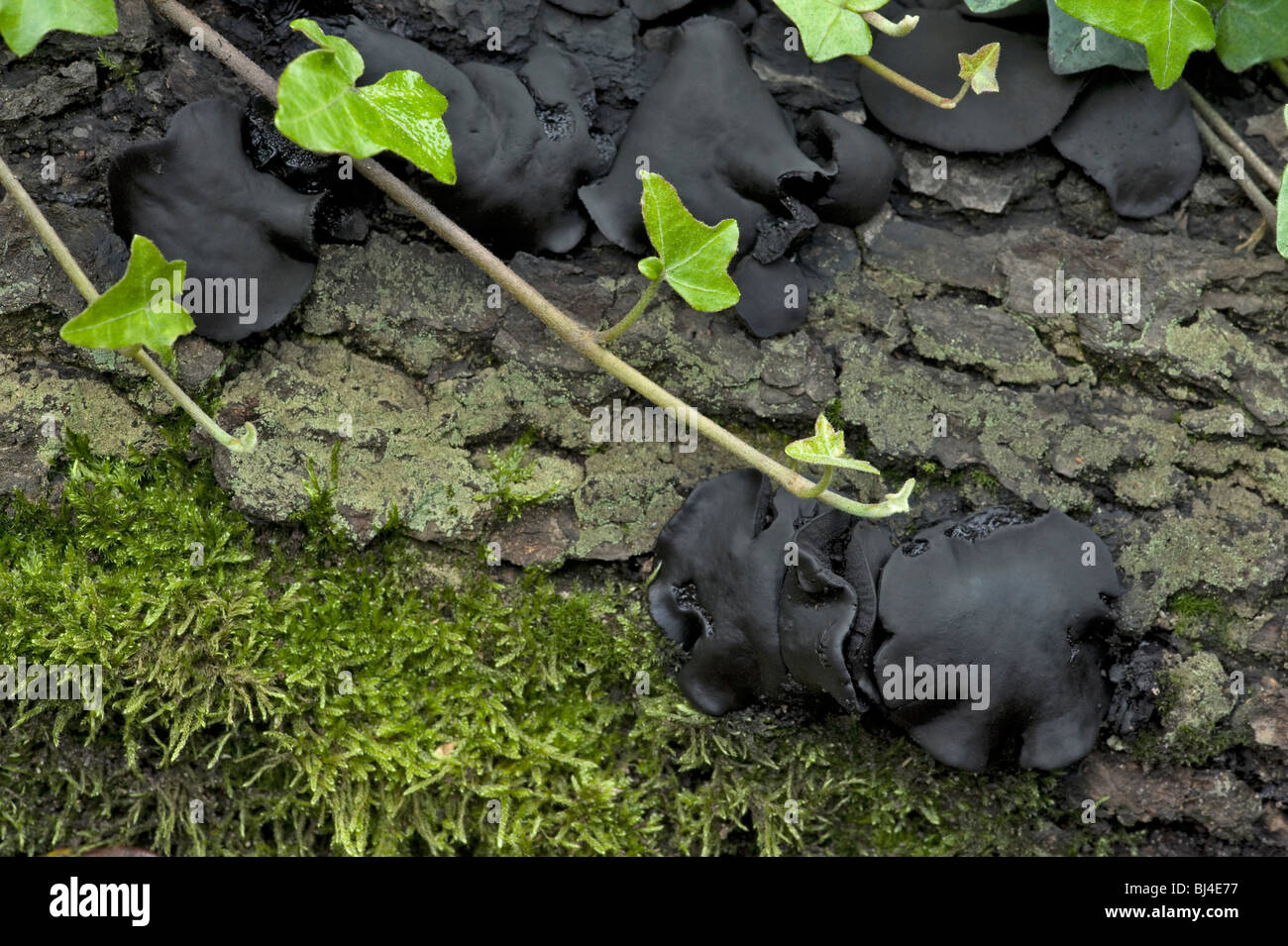 Boutons en caoutchouc noir ou bulgare, la Bulgarie inquinans, de lierre sur log Banque D'Images