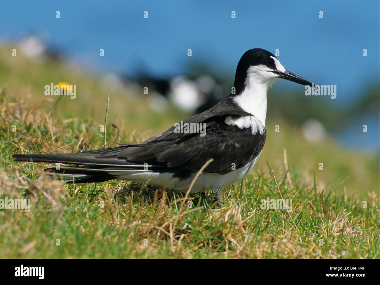 La sterne pierregarin (Sterna fuscata) sur l'herbe, l'île Lord Howe, de l'Australie Banque D'Images