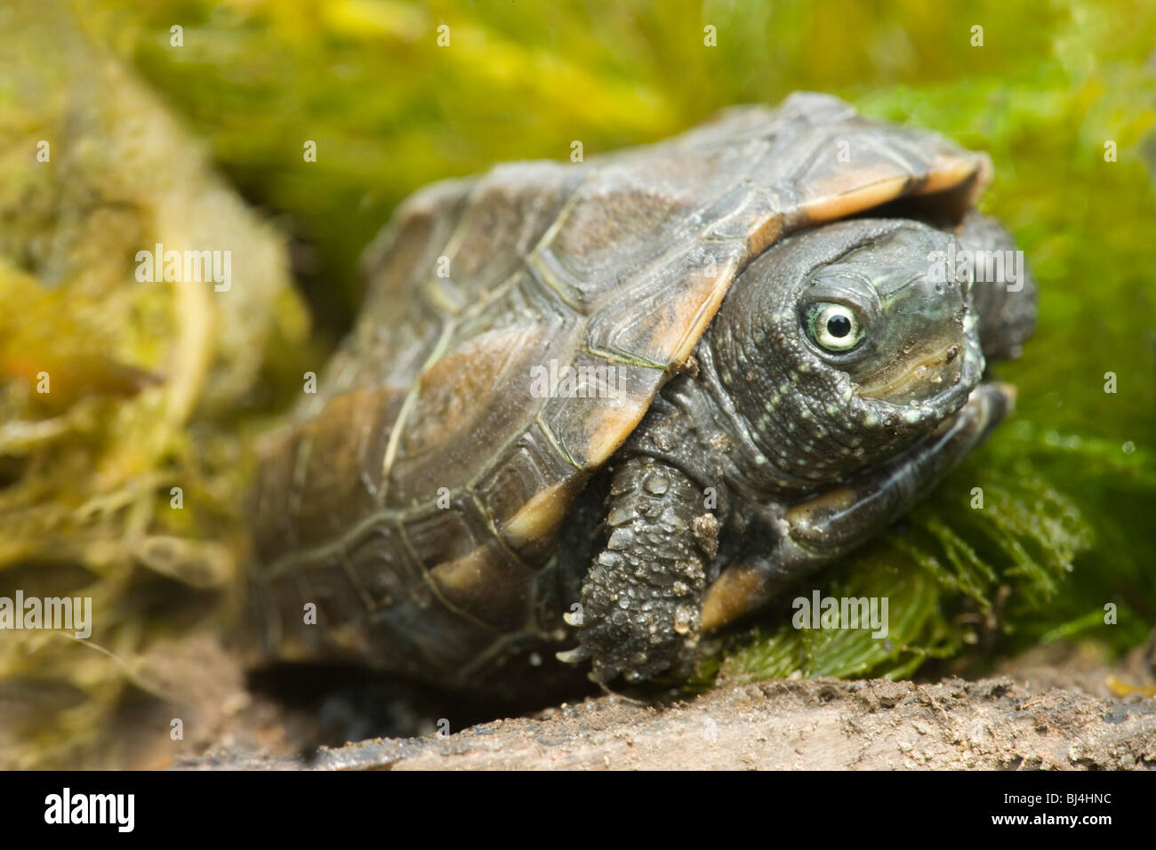 Reeves (tortue Chinemys reevesi). Natif du Japon et de la Chine. Banque D'Images