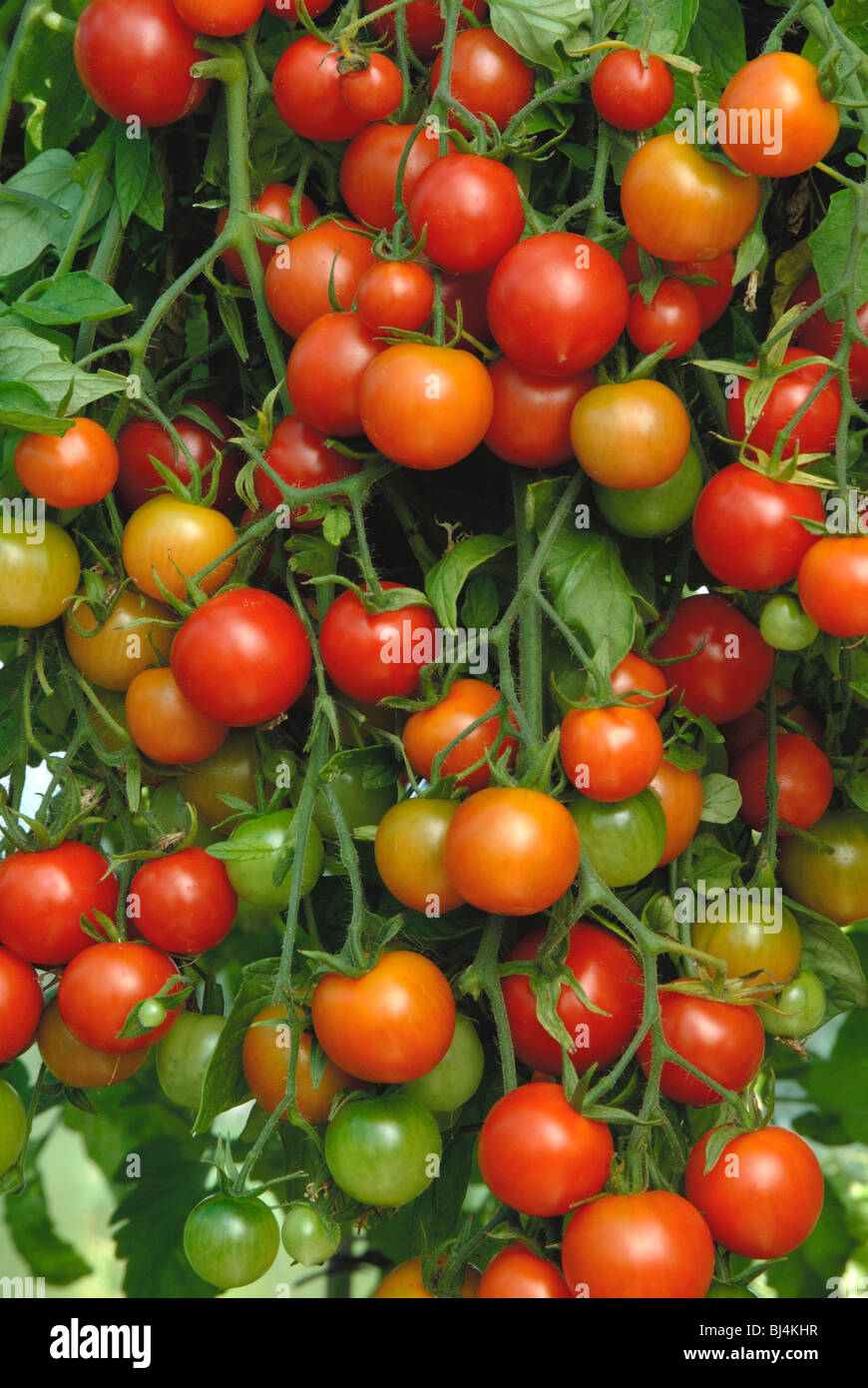 La fructification de Cerise rouge et de tomates jaunes Balconi Banque D'Images