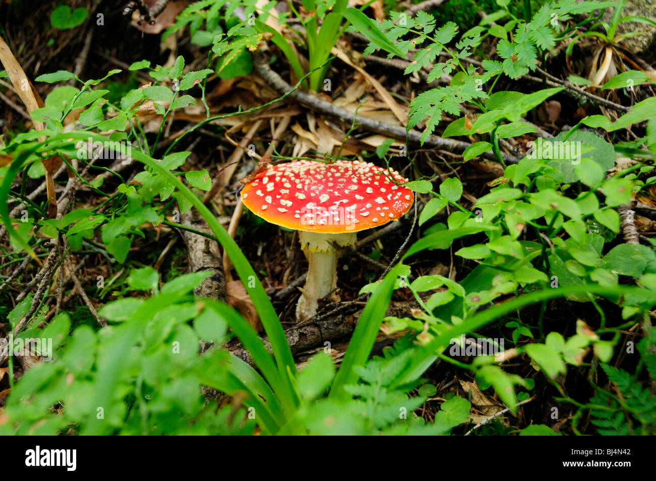 Agaric Fly (Amanita muscaria) Banque D'Images