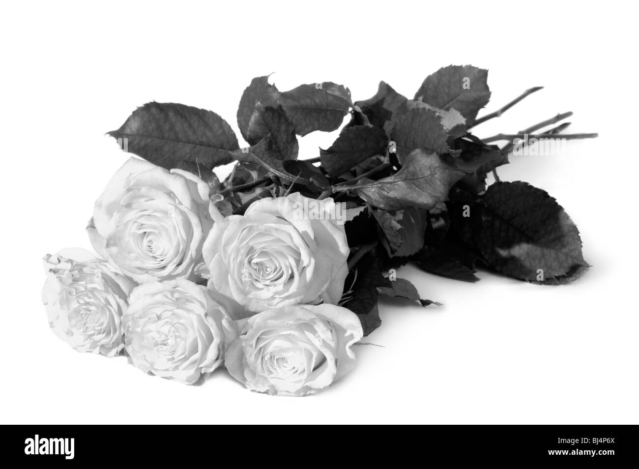 Bouquet de roses orange isolé sur fond blanc noir blanc Banque D'Images