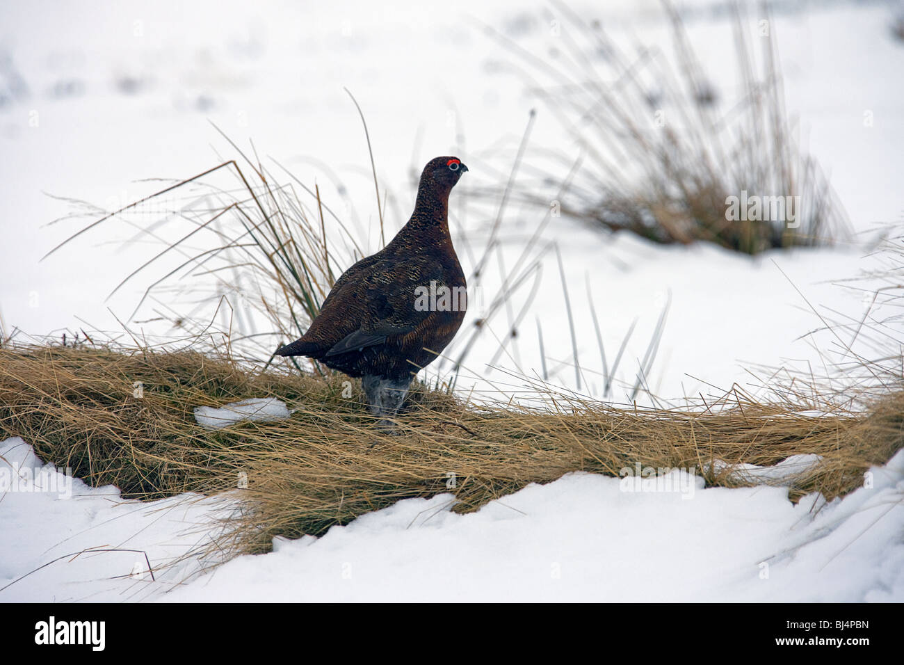 Le Lagopède des saules (Lagopus lagopus scotica) sur le lammermuir hills. Scottish Borders.Berwickshire. L'Écosse. Banque D'Images