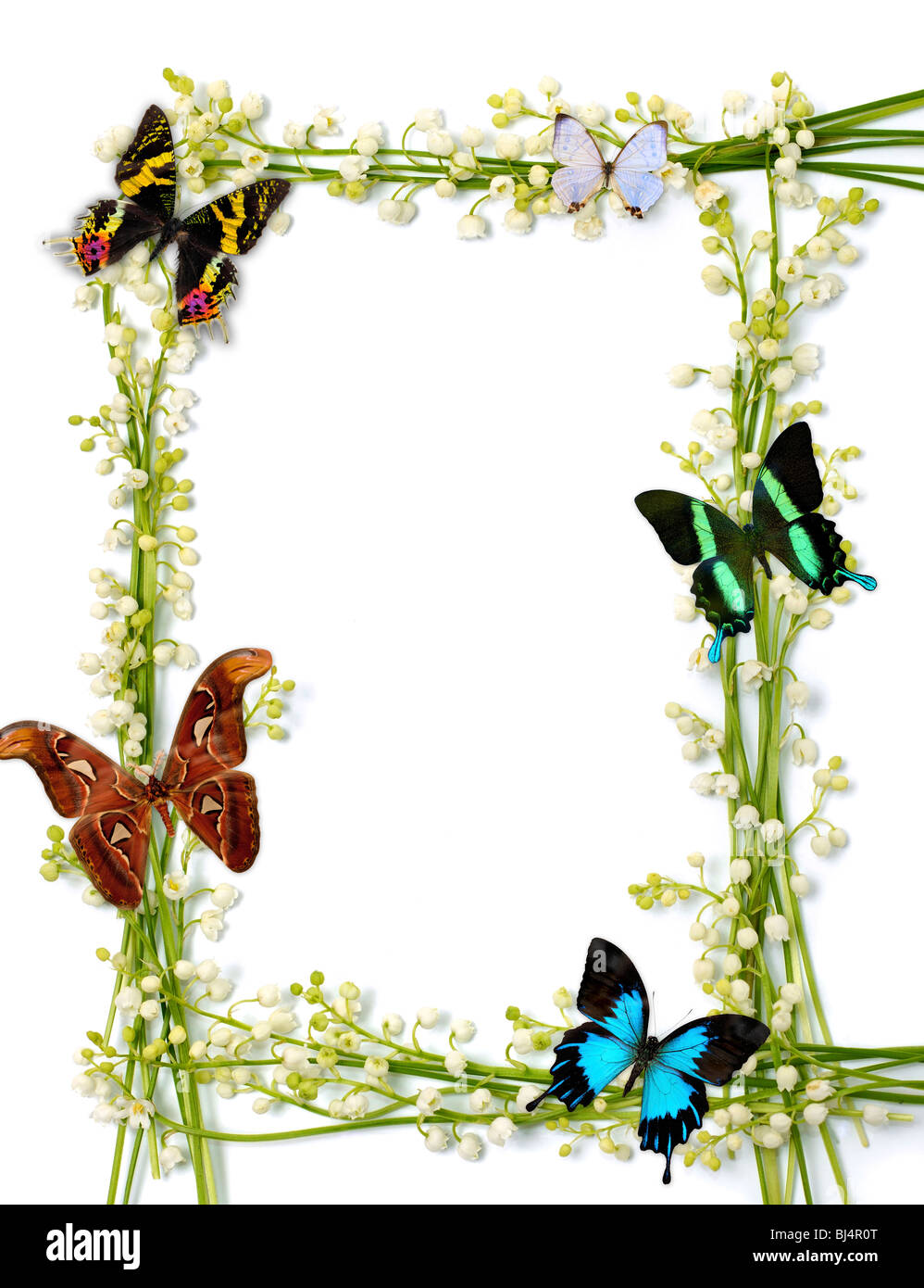 Muguets des cadres avec des papillons colorés sur fond blanc Banque D'Images