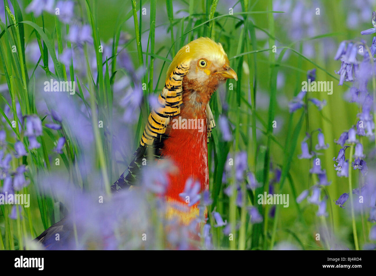 Mâle Golden Pheasant Chrysolophus pictus, parmi les jacinthes Kew Gardens Banque D'Images