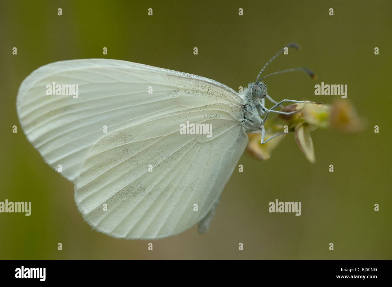 Papillon blanc en bois (Leptidea sinapis) Banque D'Images