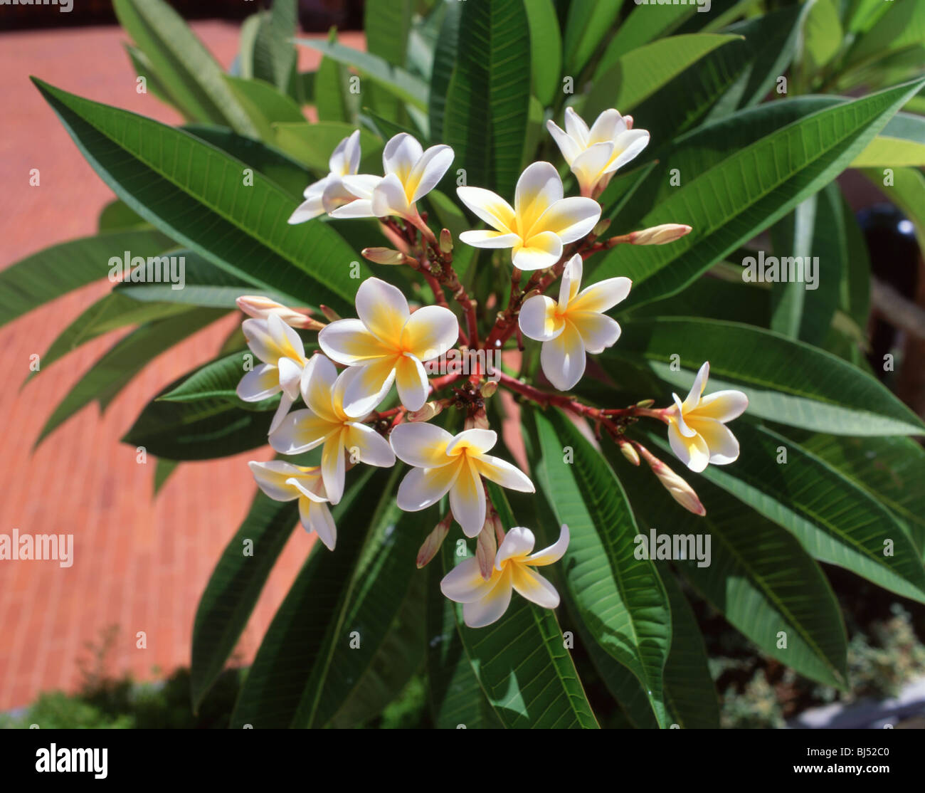 Fleurs de frangipanier, Sainte-Lucie, Lesser Antilles, Caribbean Banque D'Images