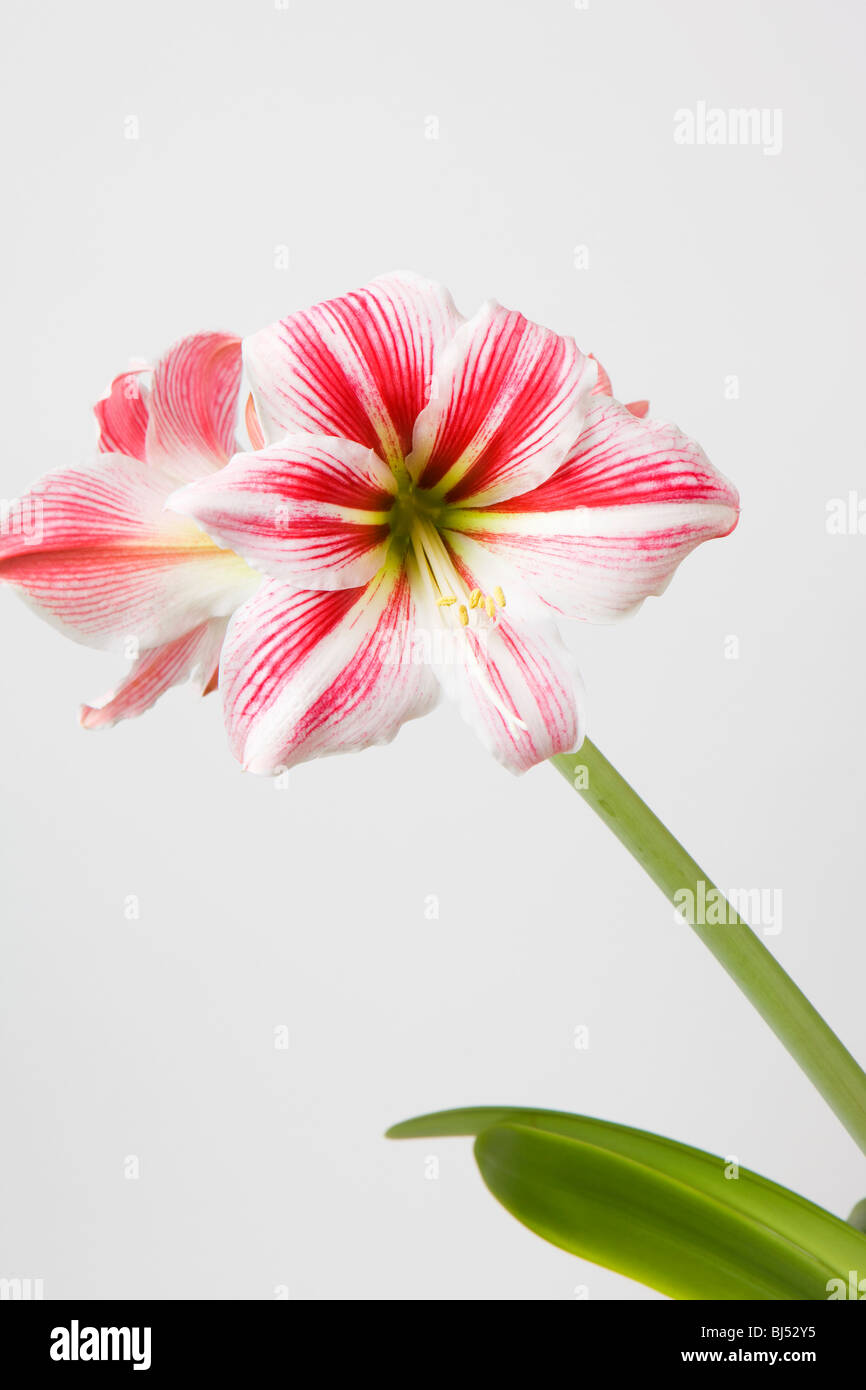 Fleurs de l'Amaryllis Banque D'Images