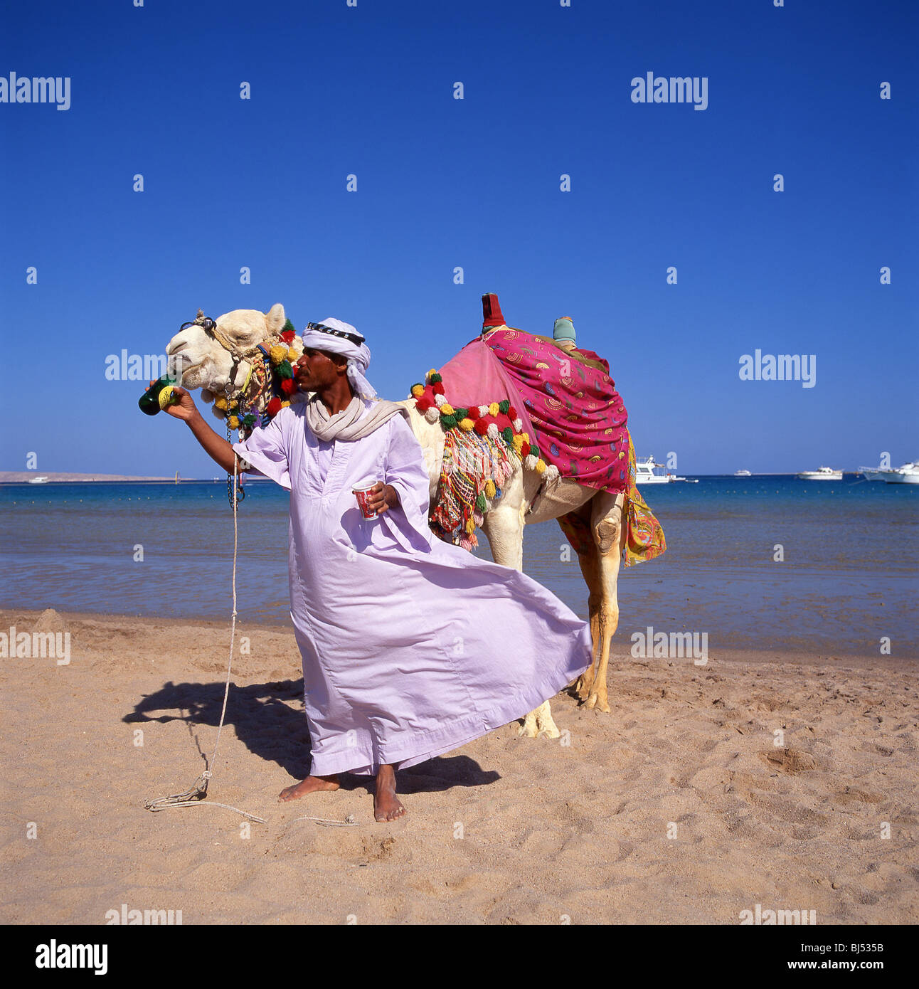 Chamelier avec camel sur plage, Hurghada, Mer Rouge, Gouvernorat de l'Égypte République Banque D'Images