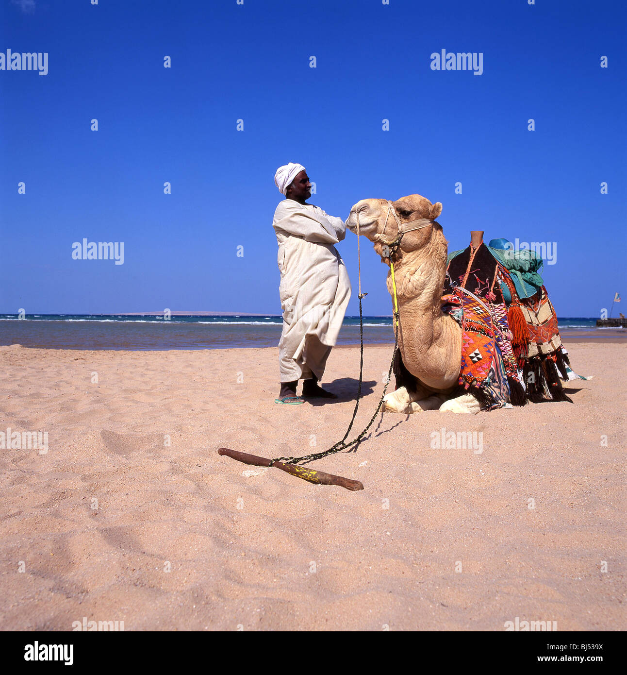 Chamelier avec camel sur plage, Hurghada, Mer Rouge, Gouvernorat de l'Égypte République Banque D'Images