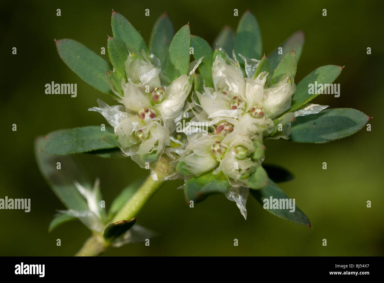 Cartonneux fleurs des nailroot Paronychia argentea (argent) Banque D'Images