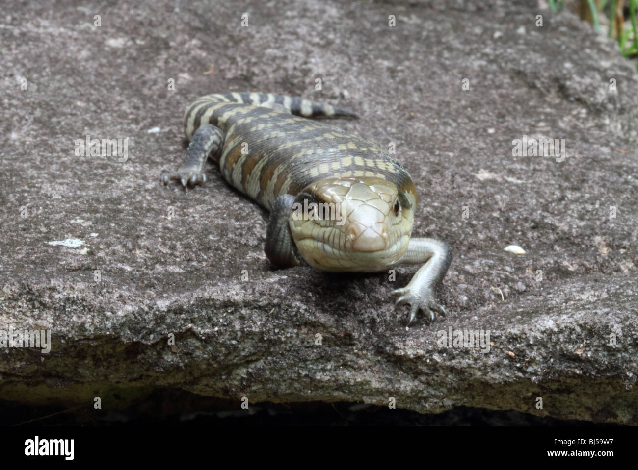 Lézard langue bleue commune Banque D'Images