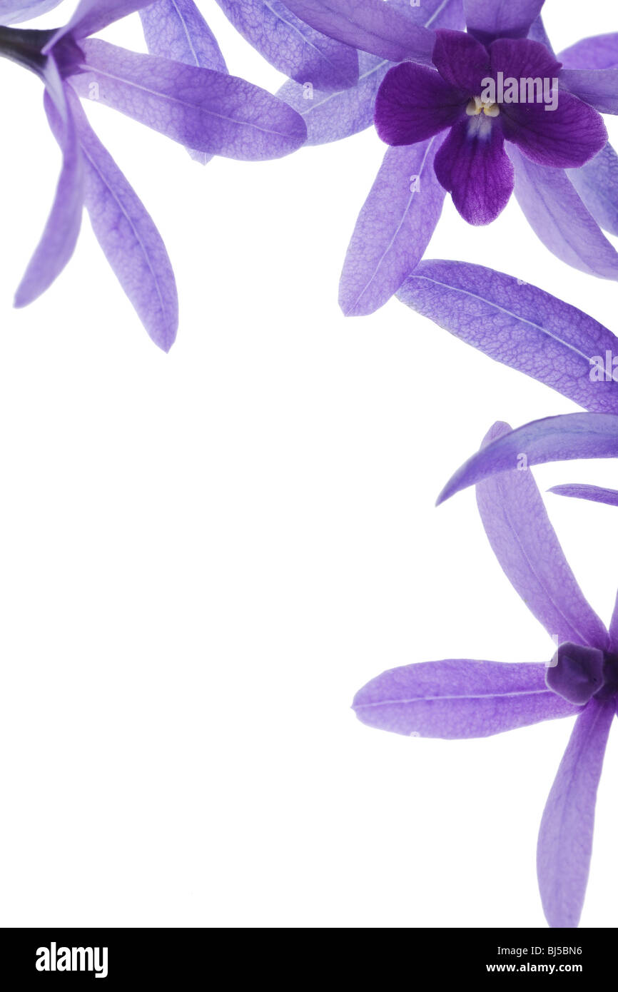 Fleurs violettes sur fond blanc Banque D'Images